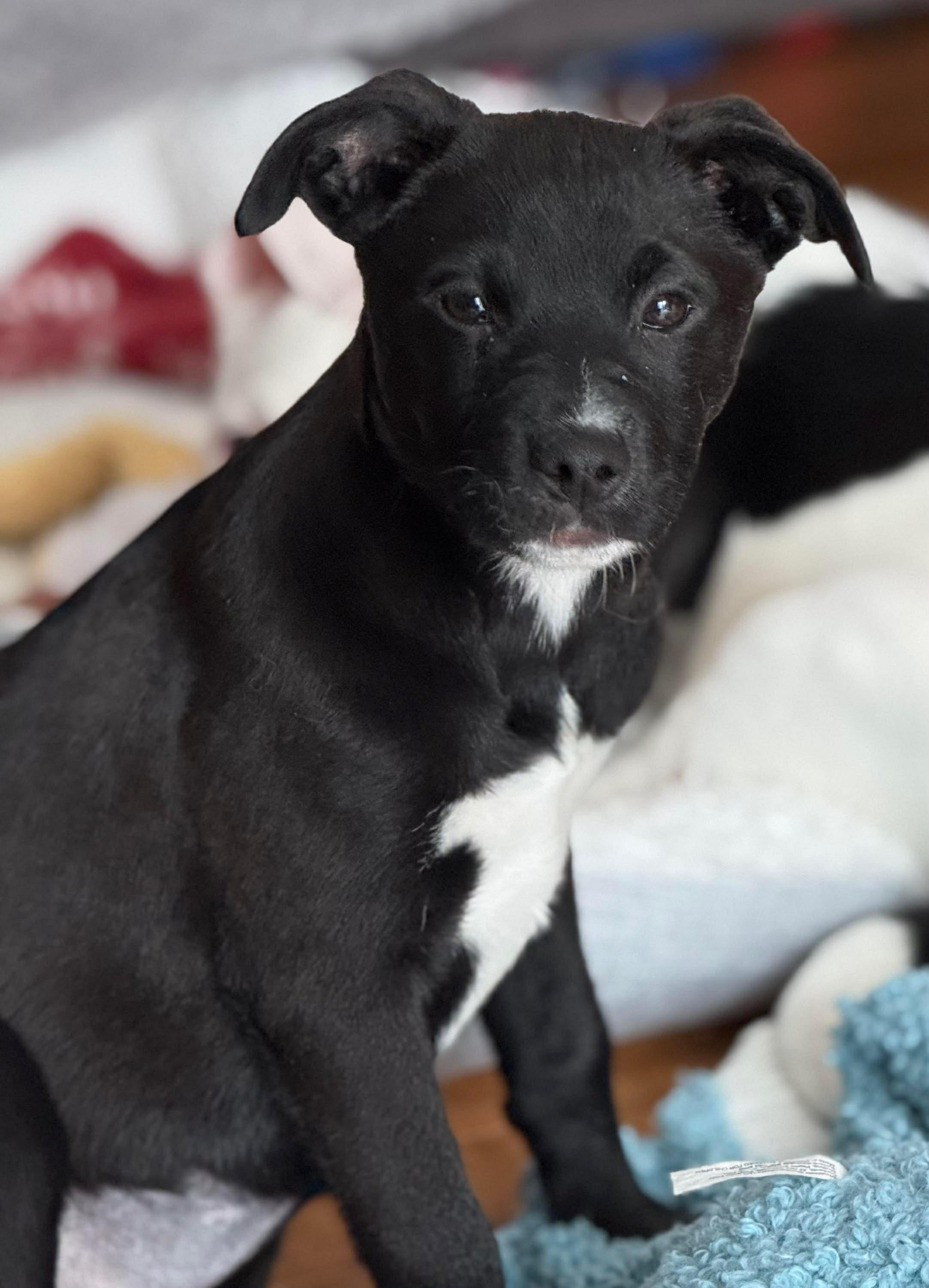 Enlarge Vans, a ADOPTABLE mixed breed in Cedarburg, WI image 1/4