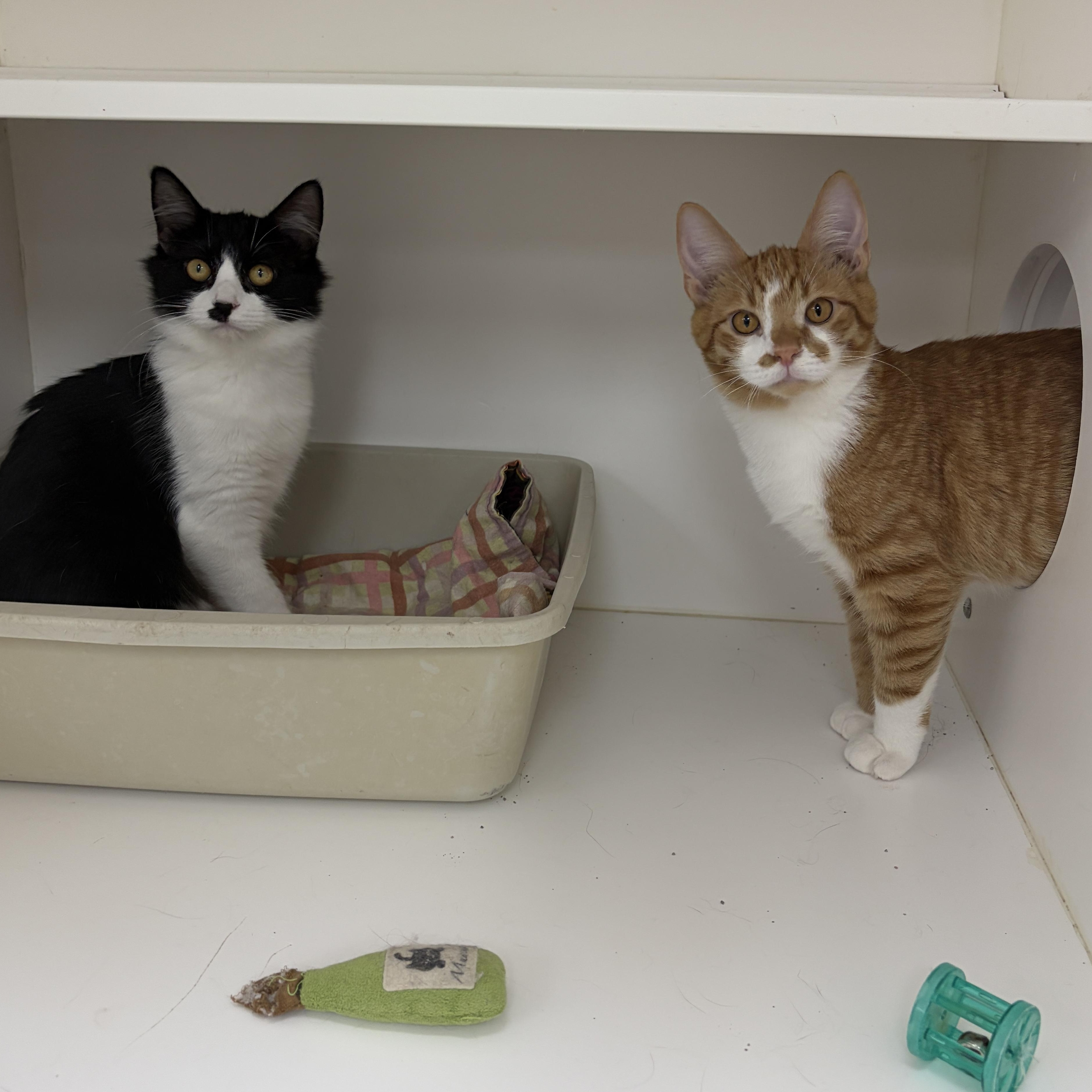 Morris (Bonded with Myrtle), a ADOPTABLE Domestic Short Hair in Neillsville, WI image 2/5