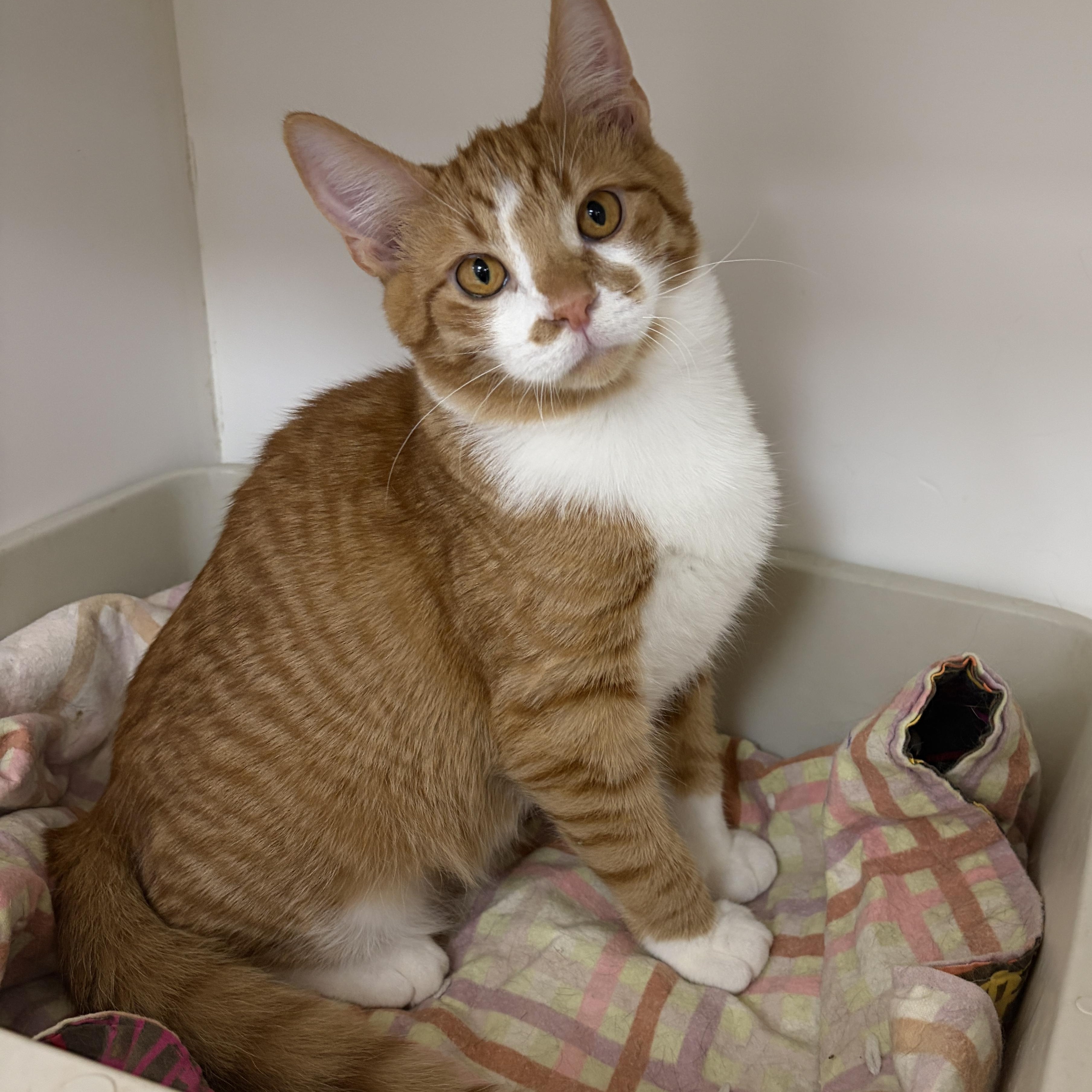 Morris (Bonded with Myrtle), a ADOPTABLE Domestic Short Hair in Neillsville, WI image 5/5