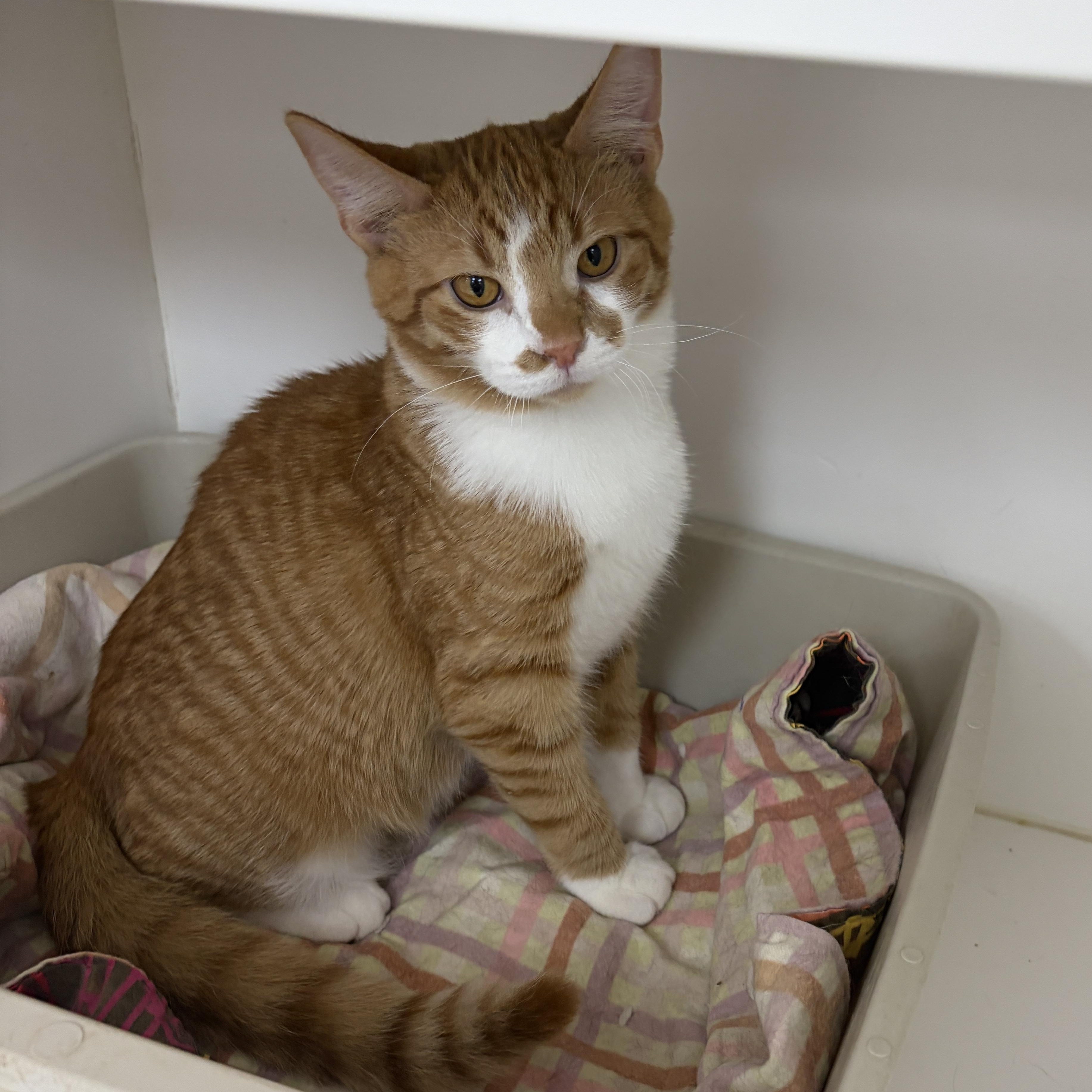 Morris (Bonded with Myrtle), a ADOPTABLE Domestic Short Hair in Neillsville, WI image 1/5