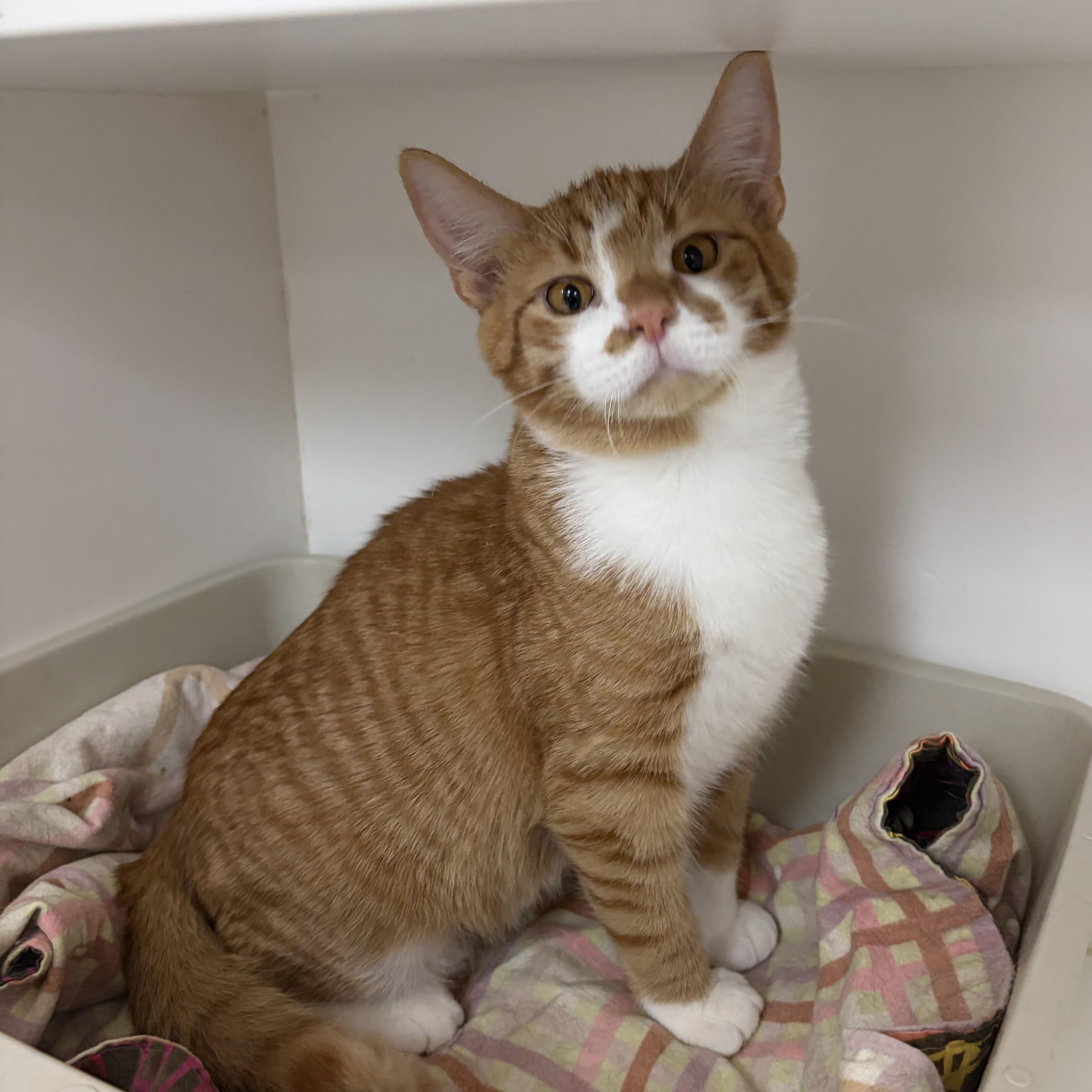 Morris (Bonded with Myrtle), a ADOPTABLE Domestic Short Hair in Neillsville, WI image 3/5