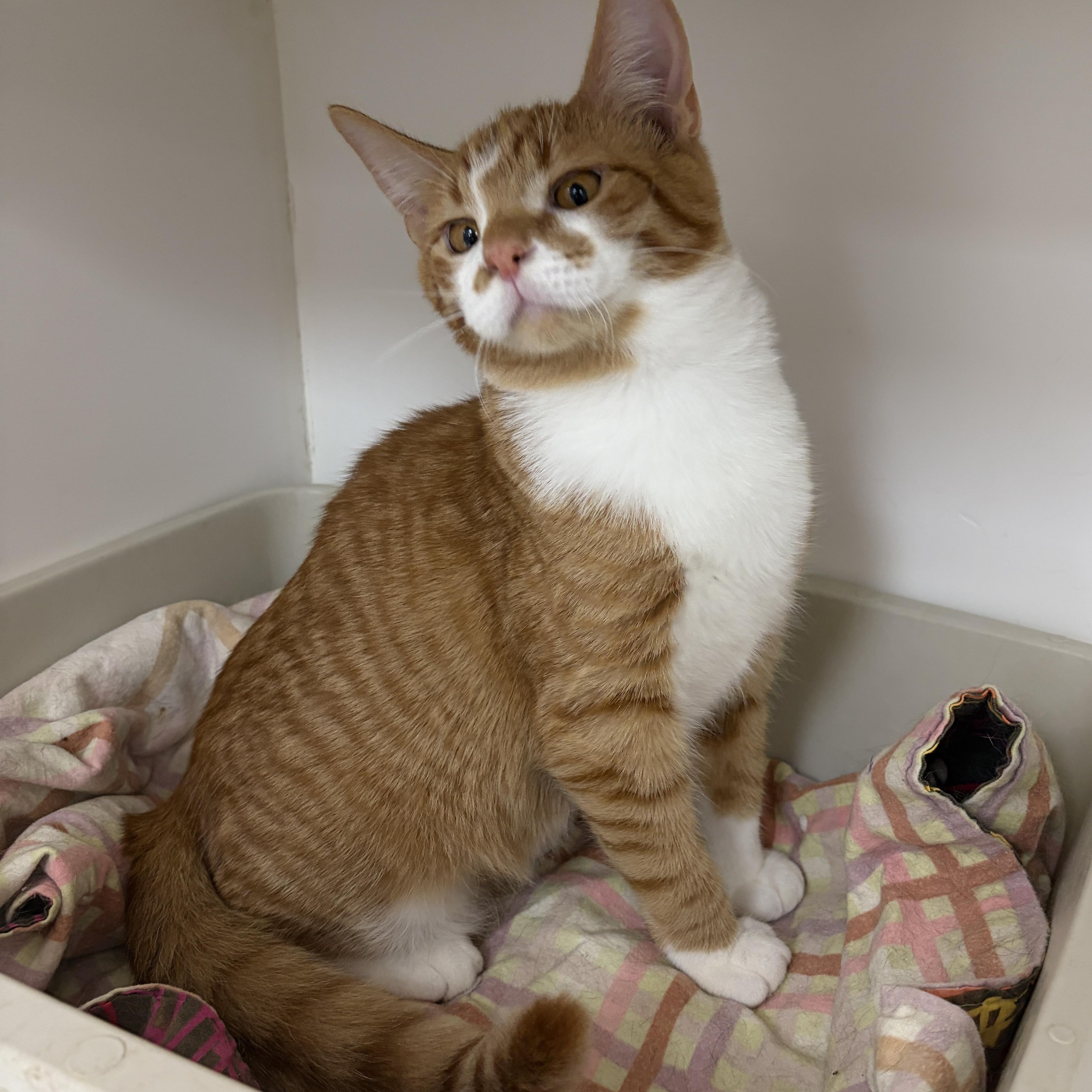 Morris (Bonded with Myrtle), a ADOPTABLE Domestic Short Hair in Neillsville, WI image 4/5