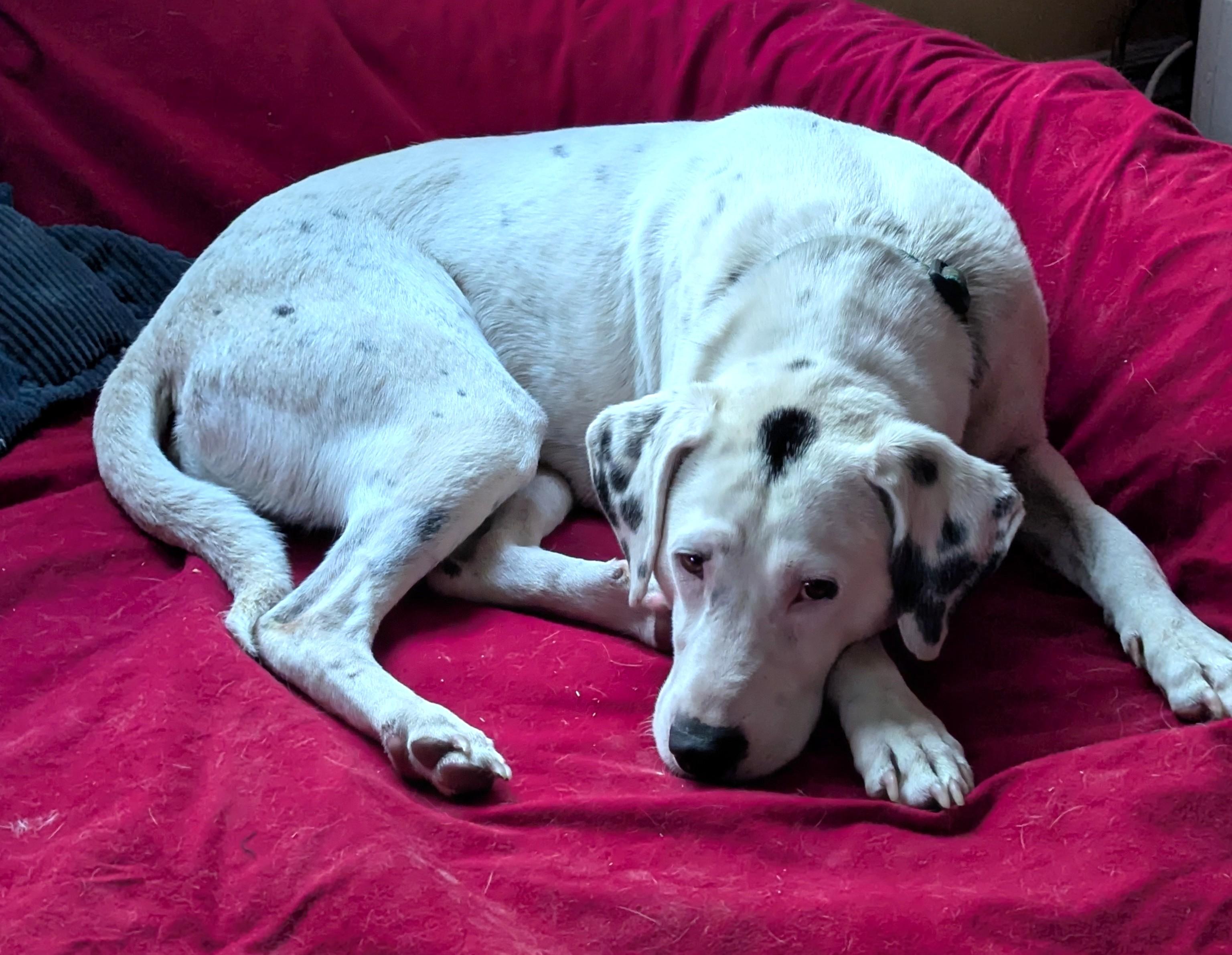 Spot (51 lbs), a ADOPTABLE mixed breed in Mississauga, ON image 4/6