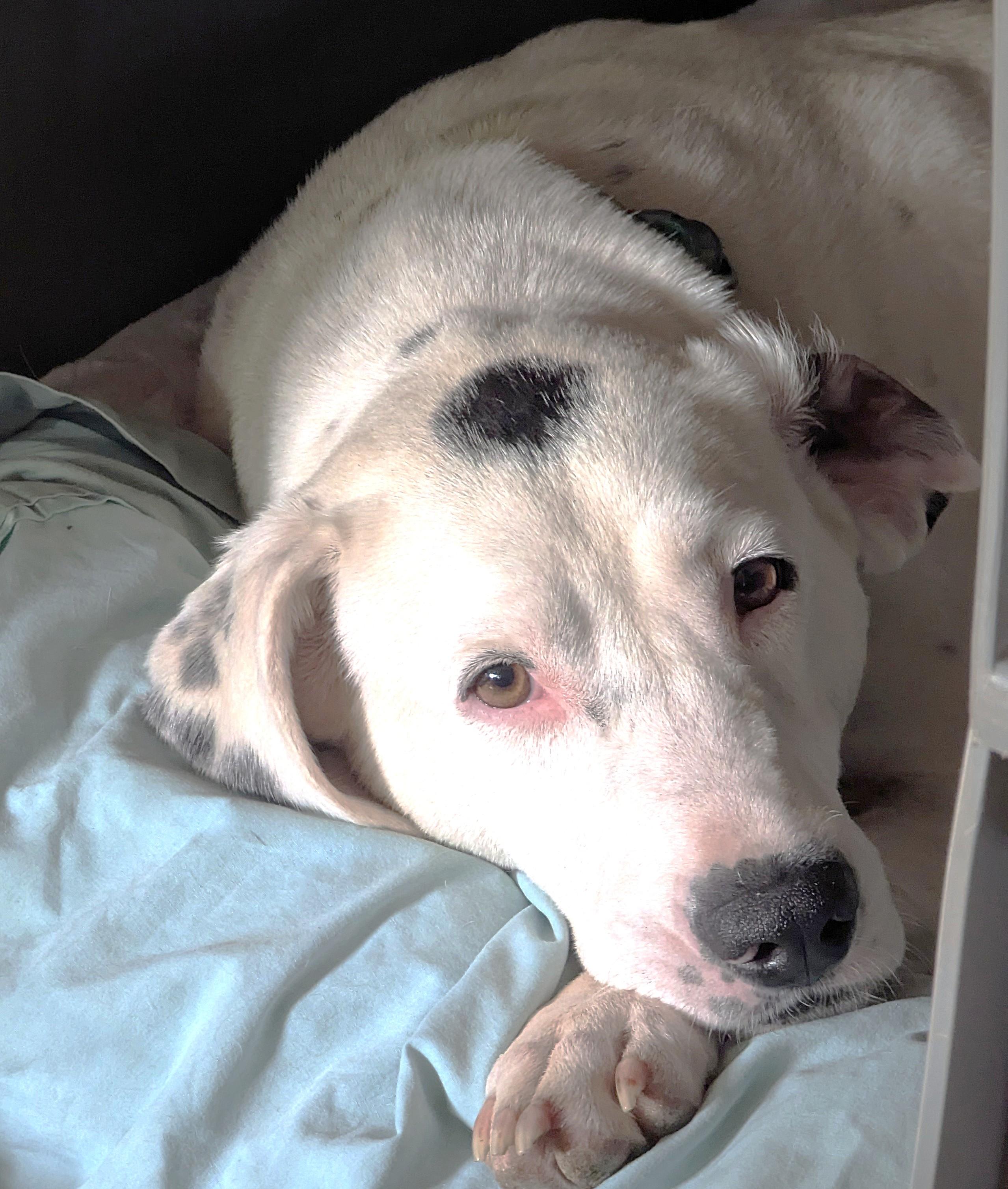 Spot (51 lbs), ADOPTABLE, Adult Male Dalmatian.