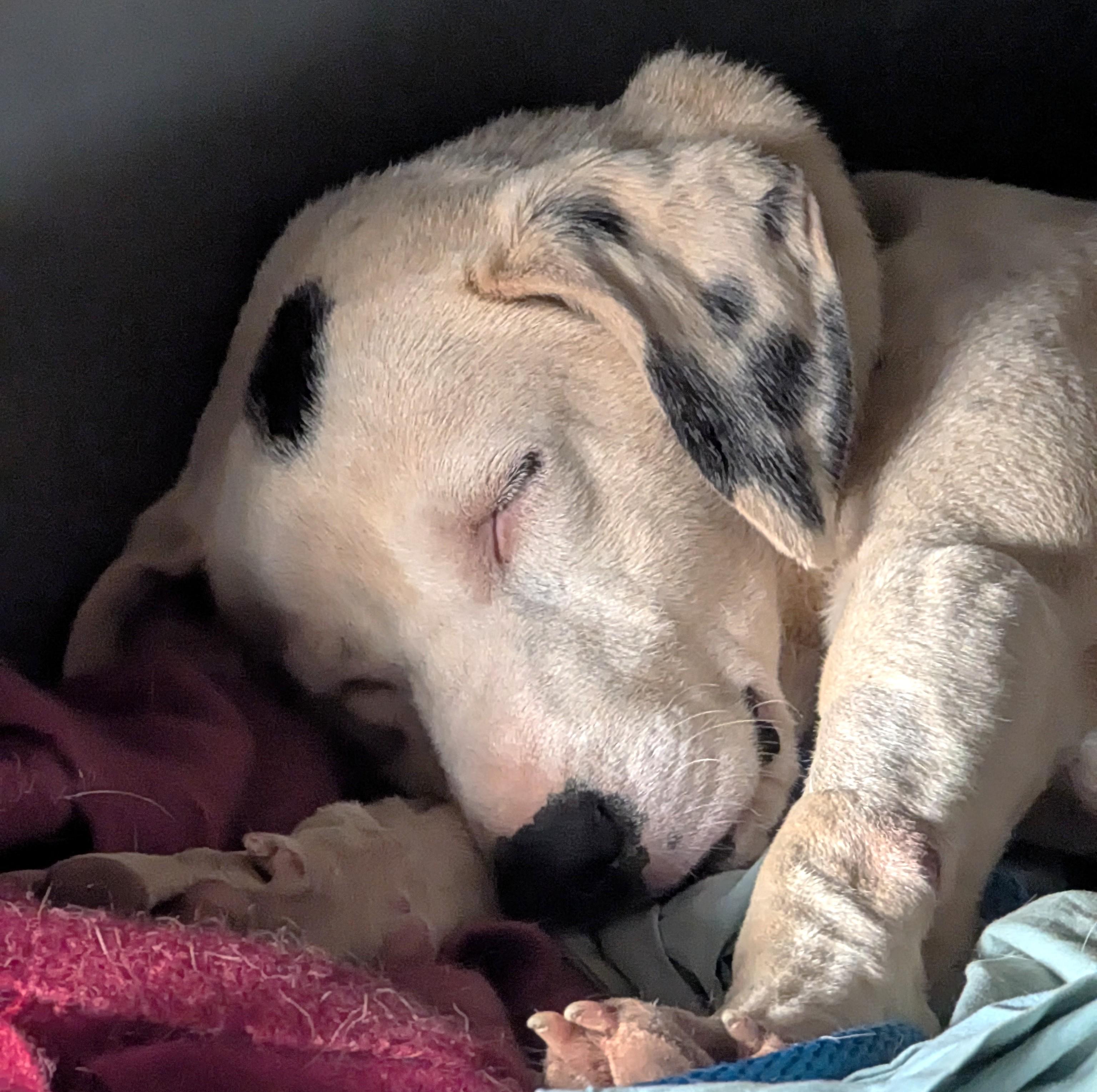 Spot (51 lbs), a ADOPTABLE mixed breed in Mississauga, ON image 5/6