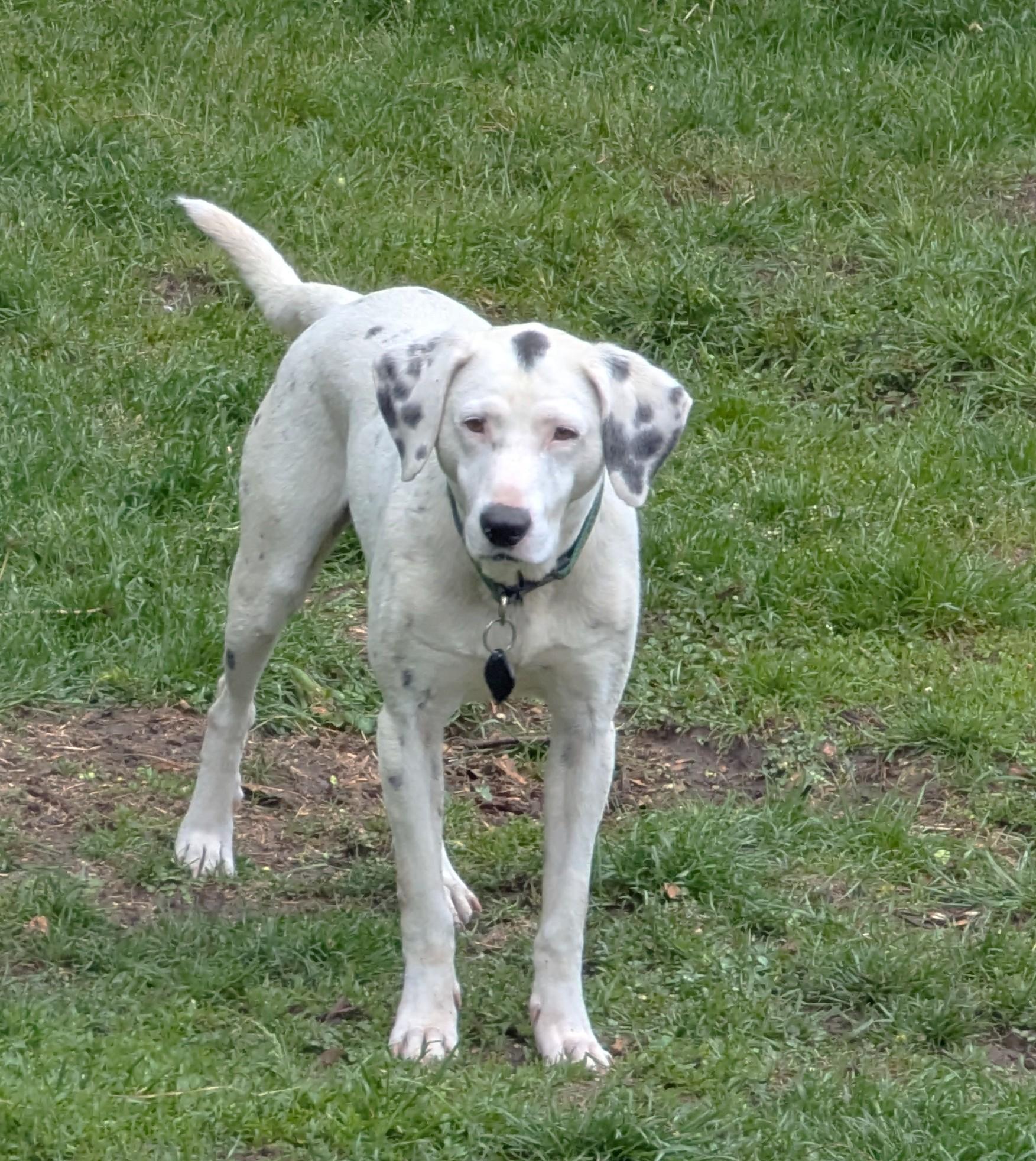 Spot (51 lbs), a ADOPTABLE mixed breed in Mississauga, ON image 3/6