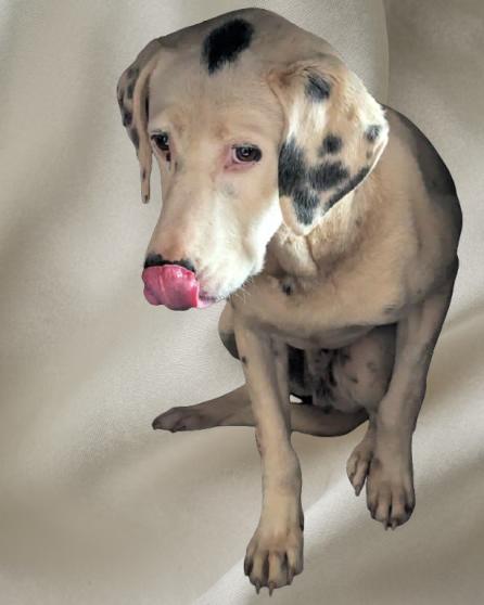 Spot (51 lbs), a ADOPTABLE mixed breed in Mississauga, ON image 2/6