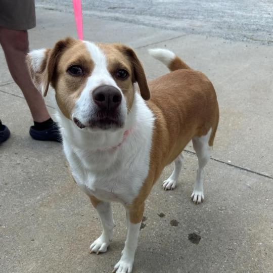 Enlarge Sammy, a Adoptable mixed breed in Novelty, OH image 1/2