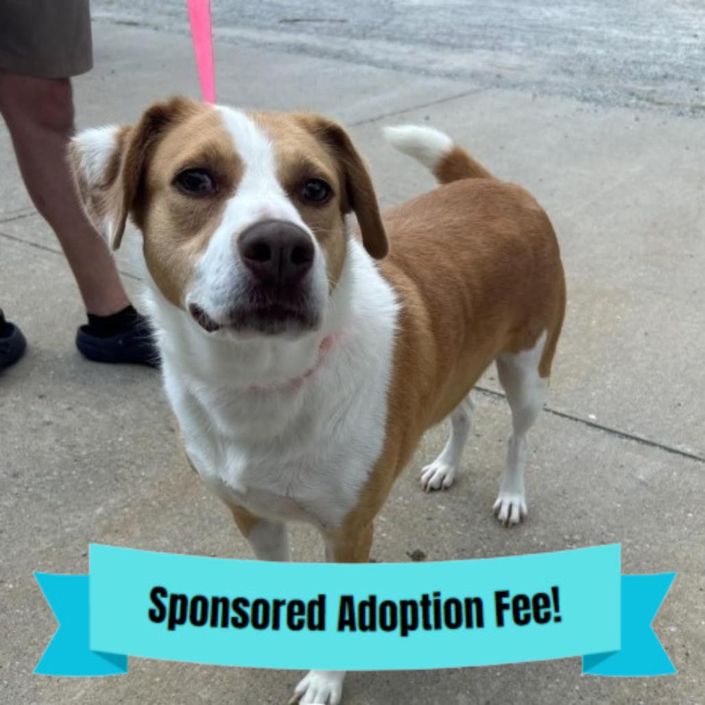 Enlarge Sammy, a Adoptable mixed breed in Novelty, OH image 2/2