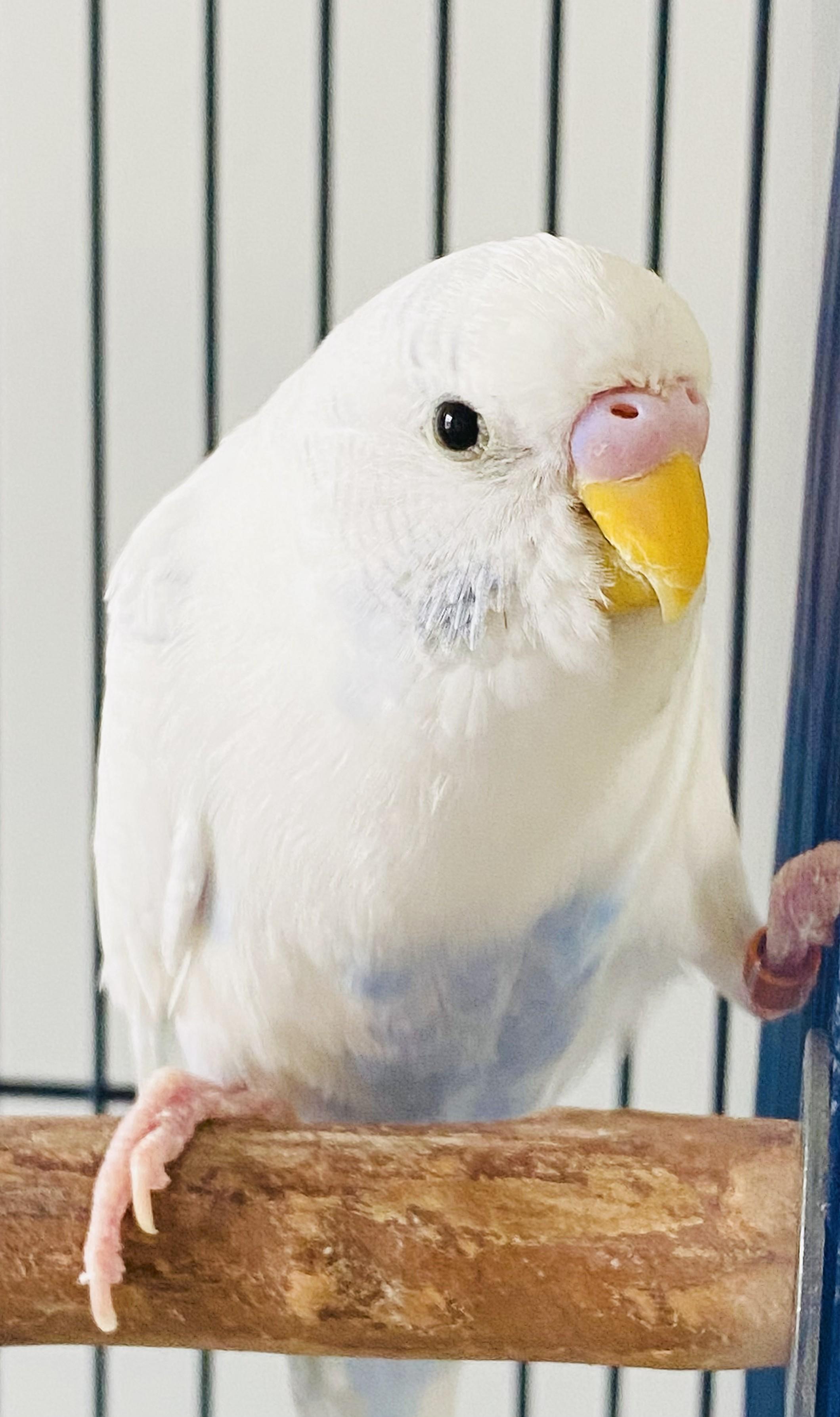 Winter [formerly Winnie], Adopted, Adult Male Parakeet (Other).