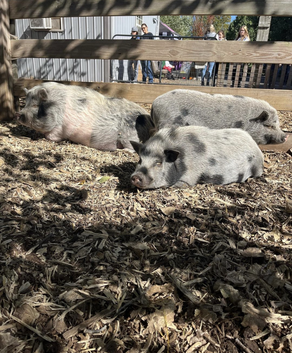 Percy, Perry Winkle, and Mama Pearl 