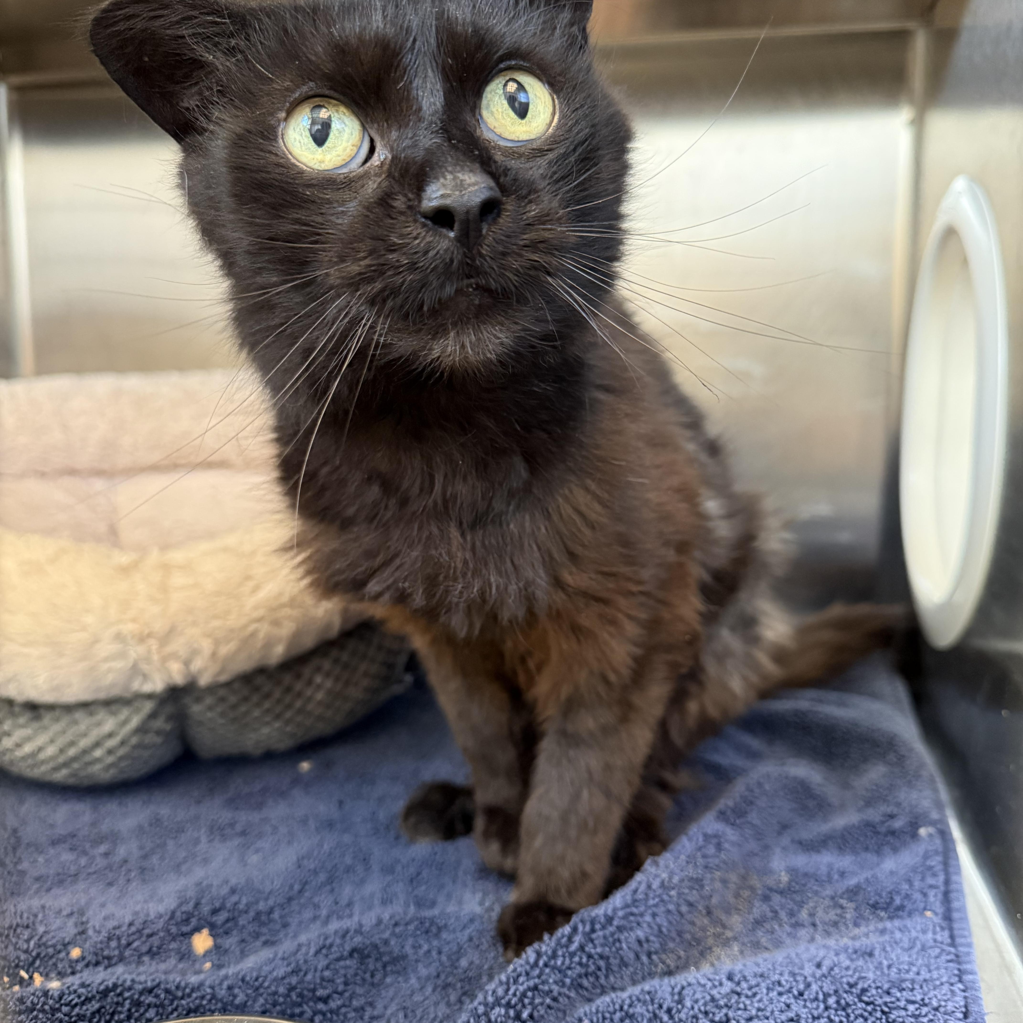 Dapple, ADOPTABLE, Adult Male Domestic Short Hair.
