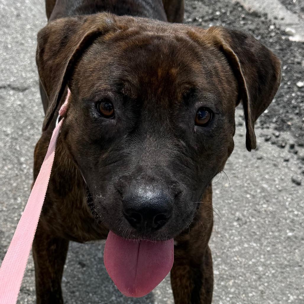 Enlarge Duke, a Adoptable mixed breed in Bronson, FL image 1/1