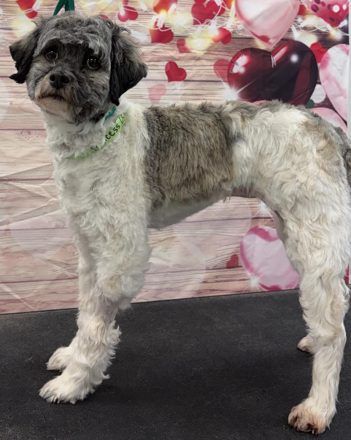 Enlarge Princess, a Adoptable Havanese in Westminster, MD image 1/3