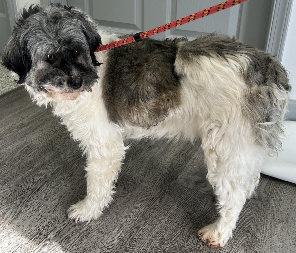 Princess, Adoptable, Adult Female Havanese.