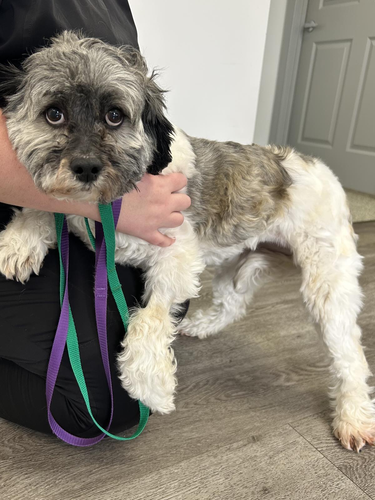 Enlarge Princess, a Adoptable Havanese in Westminster, MD image 3/3