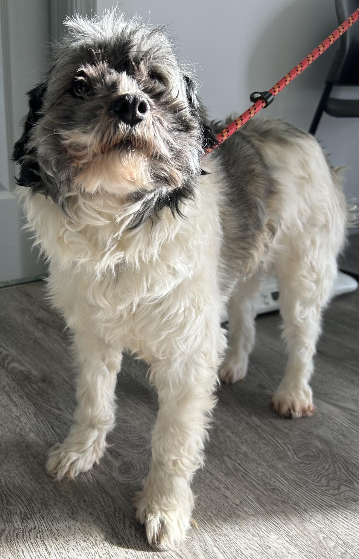 Enlarge Princess, a Adoptable Havanese in Westminster, MD image 2/3