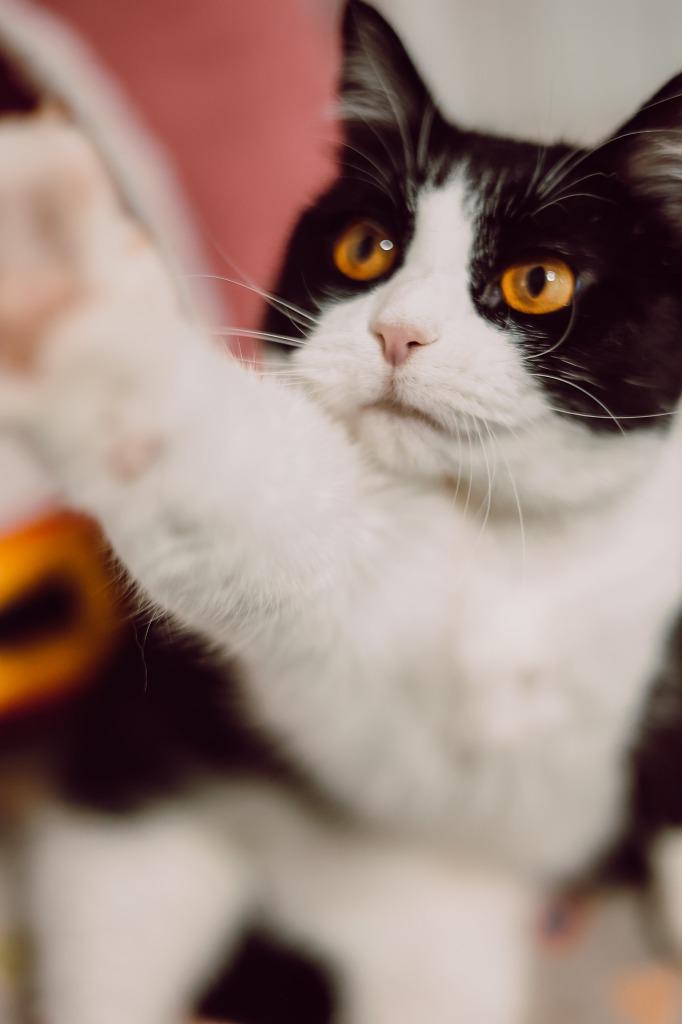 Loretta Lynn, Adoptable, Young Female Domestic Short Hair.