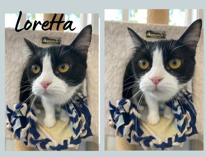 Loretta Lynn, Adoptable, Young Female Domestic Short Hair.