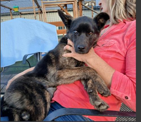 Enlarge Dominic, a Adoptable mixed breed in renton, WA image 1/4