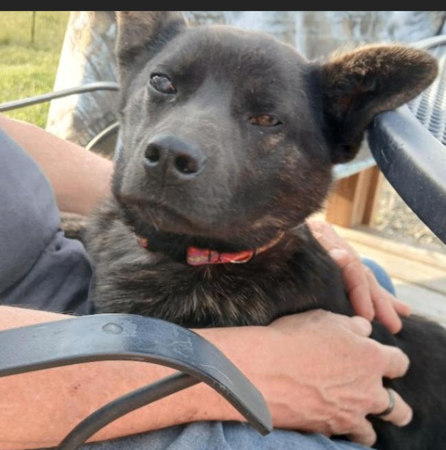 Enlarge Dominic, a Adoptable mixed breed in renton, WA image 2/4