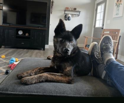Enlarge Dominic, a Adoptable mixed breed in renton, WA image 3/4