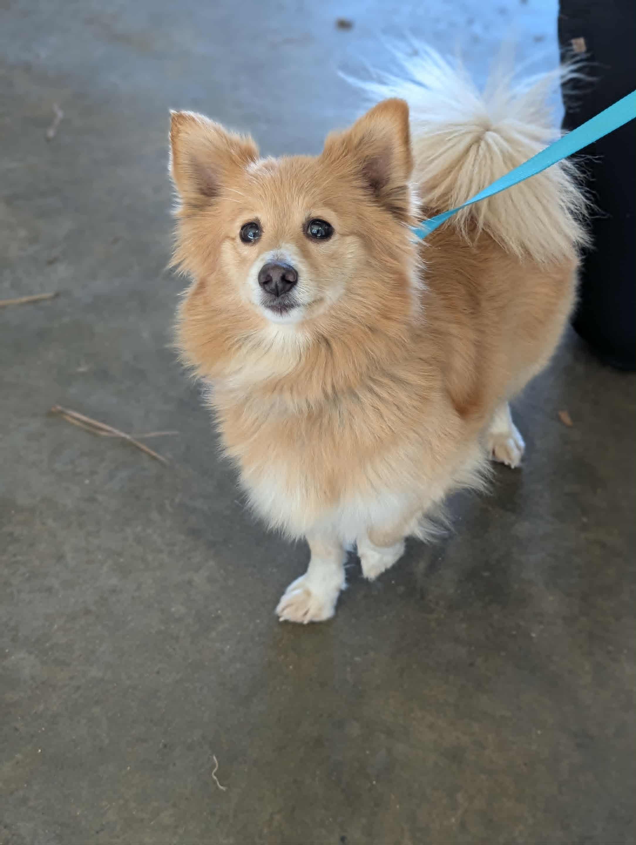 Foxy, Adoptable, Puppy Female Pomeranian.