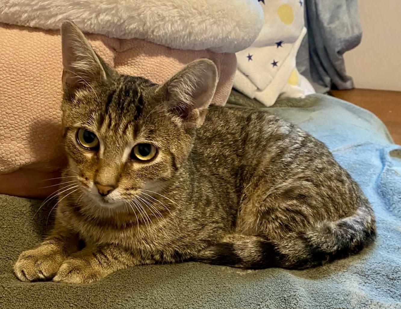 Frodo, Adoptable, Kitten Male Domestic Short Hair.