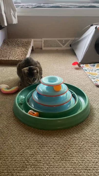 Enlarge Frodo, a Adoptable Domestic Short Hair in Pointe-Claire, QC video 4/4