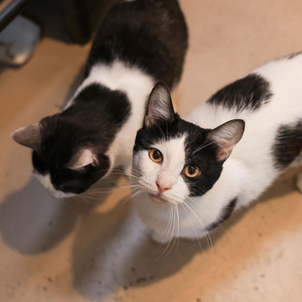 Billy — thumbnail 4