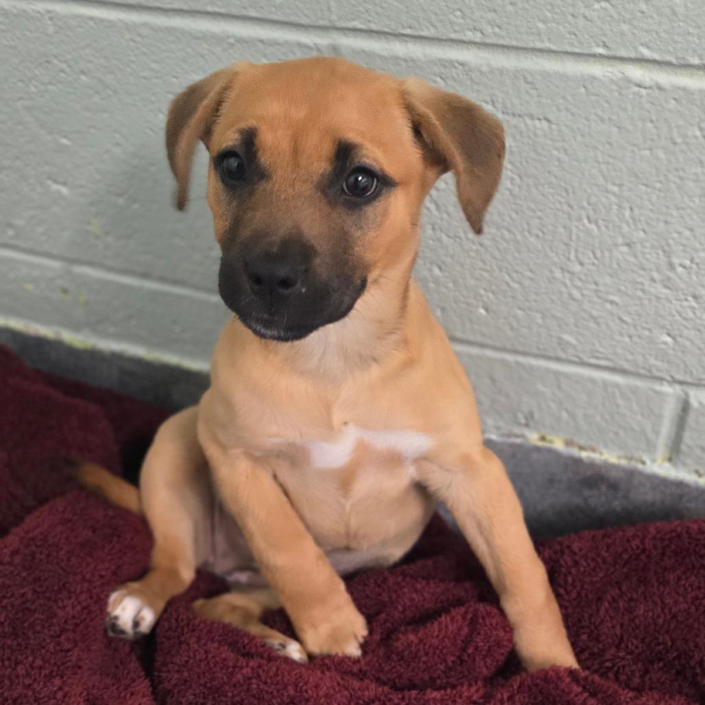 Bunny, Adoptable, Puppy Female Mixed Breed.