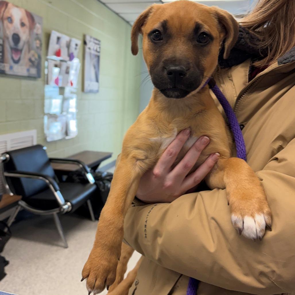 Enlarge Bunny, a Adoptable Mixed Breed in East Hanover, NJ image 2/6