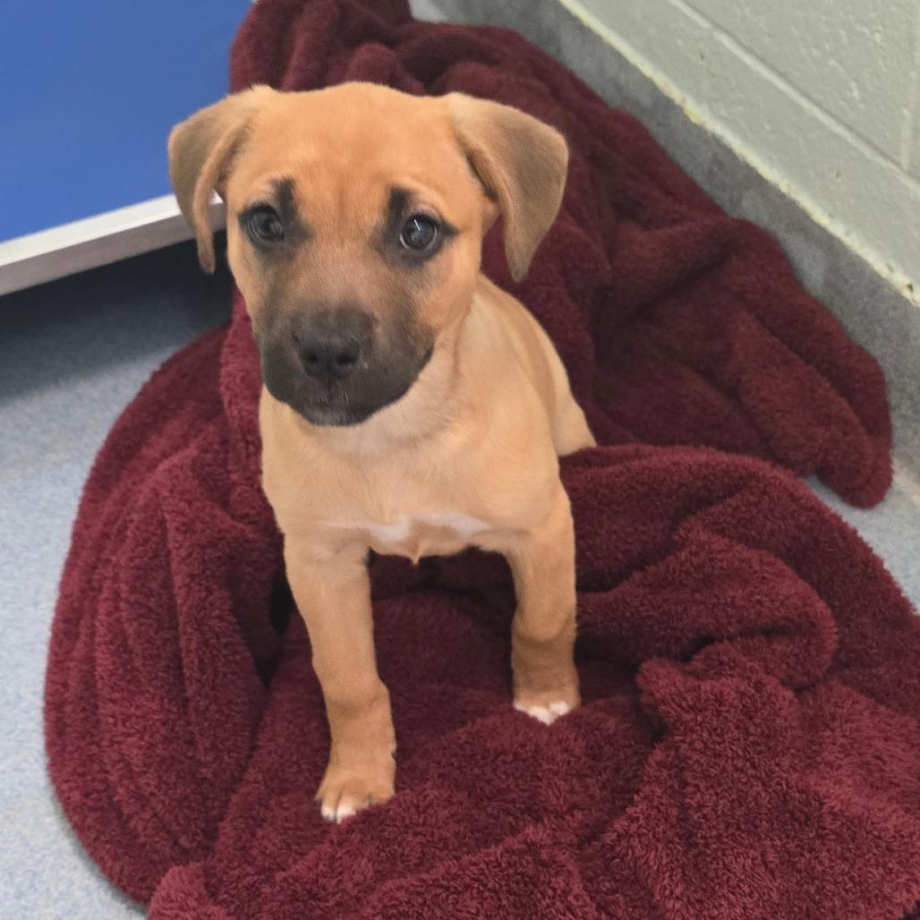 Enlarge Bunny, a Adoptable Mixed Breed in East Hanover, NJ image 3/6