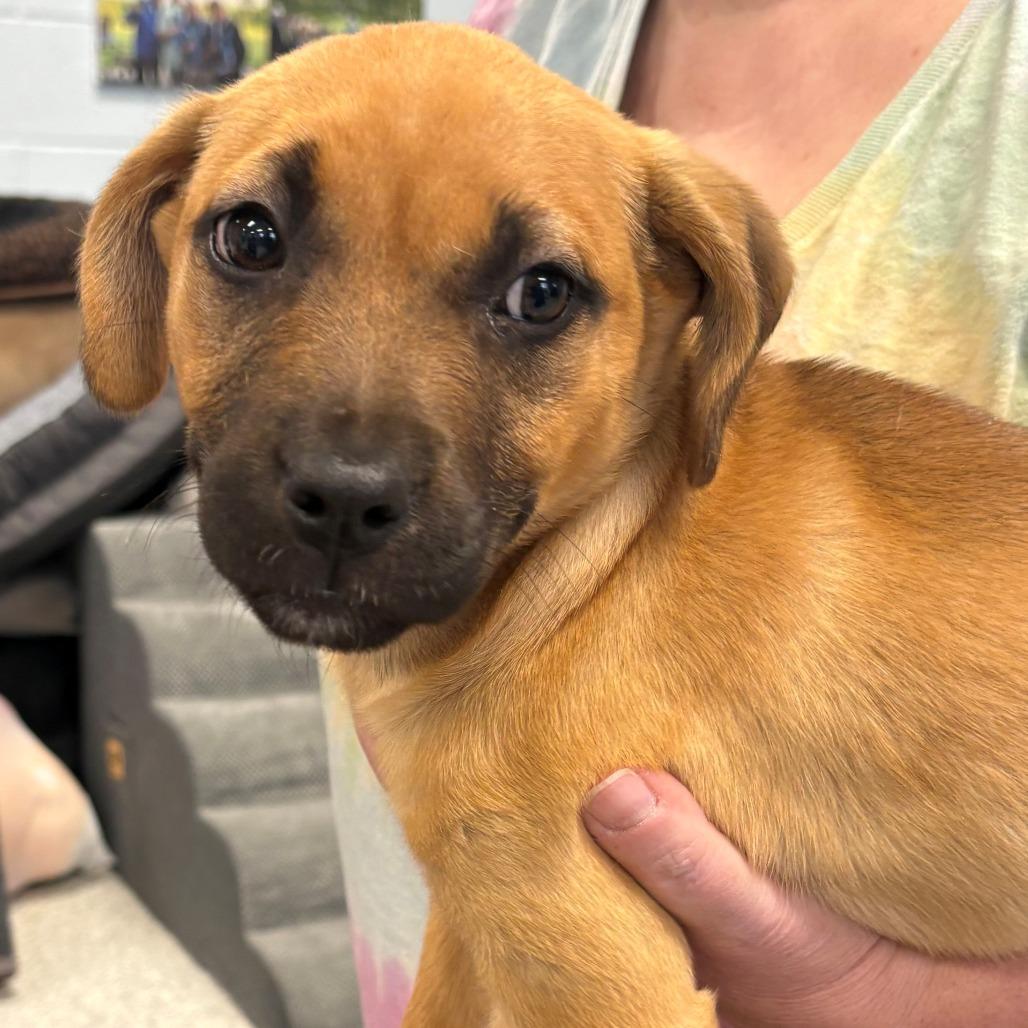 Enlarge Bunny, a Adoptable Mixed Breed in East Hanover, NJ image 4/6