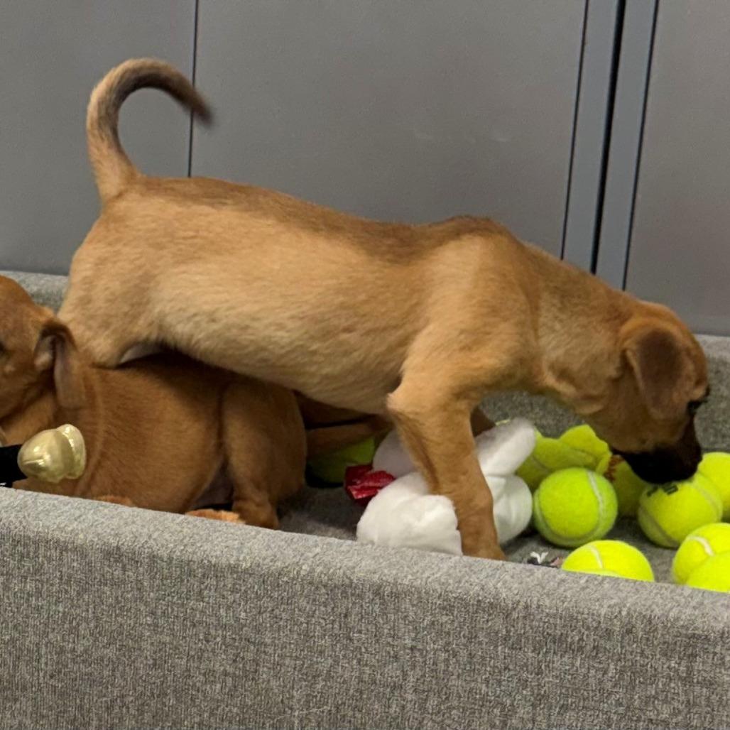 Enlarge Bunny, a Adoptable Mixed Breed in East Hanover, NJ image 5/6