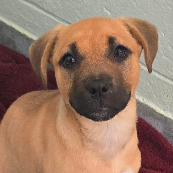 Enlarge Bunny, a Adoptable Mixed Breed in East Hanover, NJ image 6/6