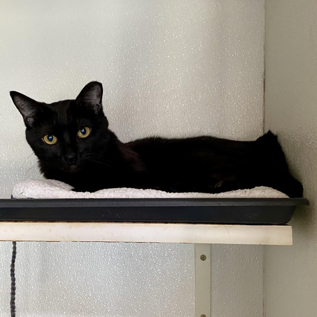 Enlarge Gabby (C000-183) - Costa Mesa Location, a Adoptable Domestic Short Hair in Chino Hills, CA image 1/5