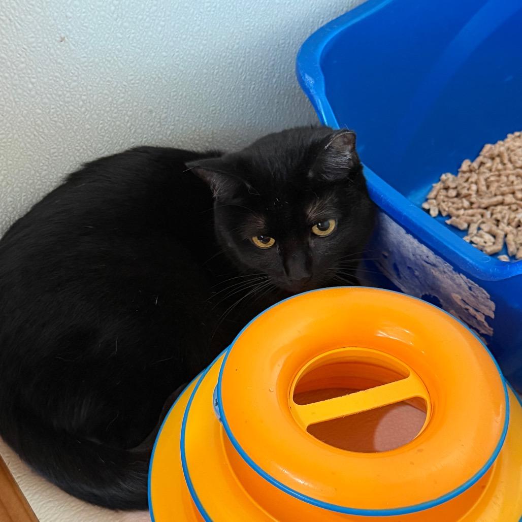 Enlarge Gabby (C000-183) - Costa Mesa Location, a Adoptable Domestic Short Hair in Chino Hills, CA image 2/5