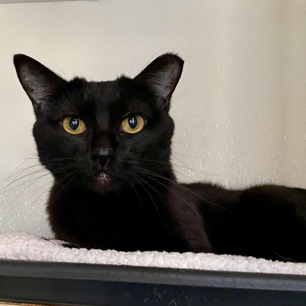 Enlarge Gabby (C000-183) - Costa Mesa Location, a Adoptable Domestic Short Hair in Chino Hills, CA image 3/5