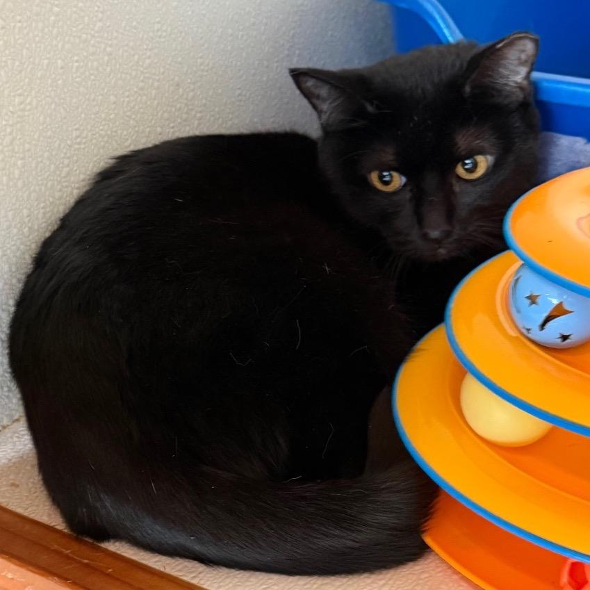Enlarge Gabby (C000-183) - Costa Mesa Location, a Adoptable Domestic Short Hair in Chino Hills, CA image 4/5