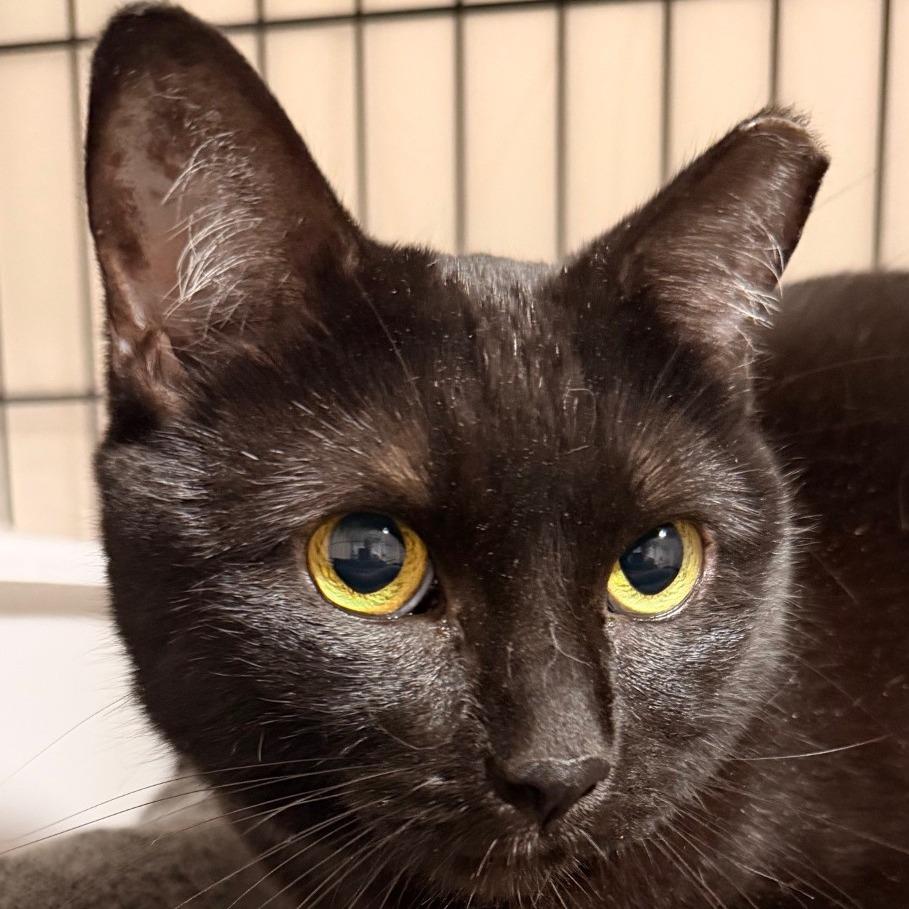 Enlarge Gabby (C000-183) - Costa Mesa Location, a Adoptable Domestic Short Hair in Chino Hills, CA image 5/5