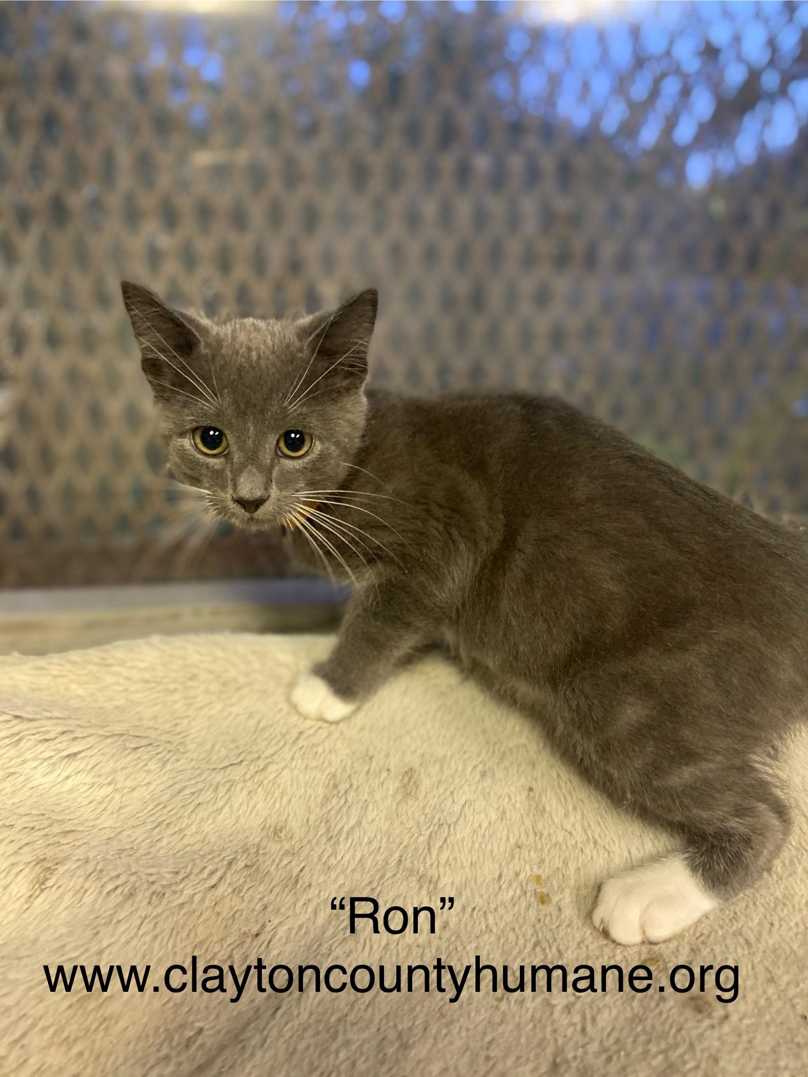 Ron