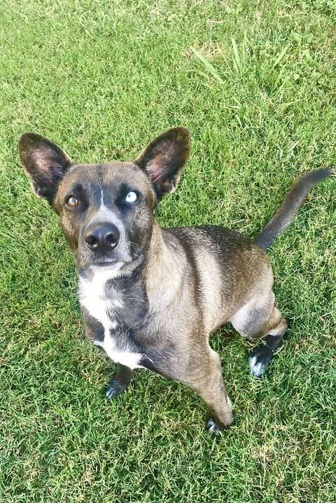 Enlarge Cooper, a Adoptable Shepherd in Baltimore, MD image 6/6