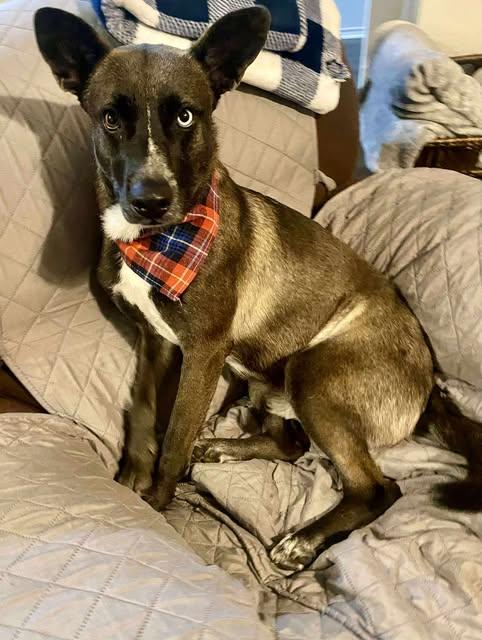 Enlarge Cooper, a Adoptable Shepherd in Baltimore, MD image 3/6