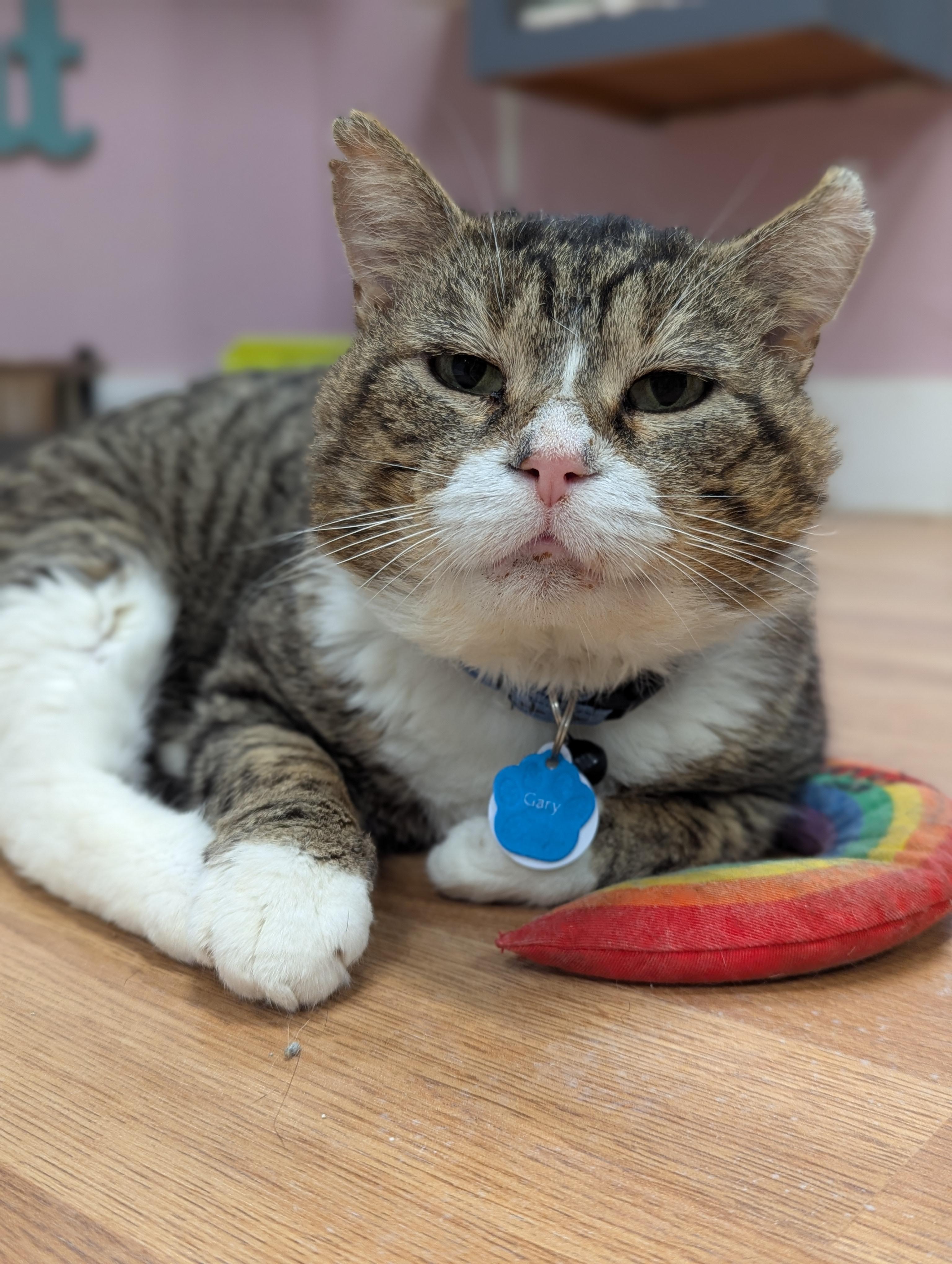 GARY the Cat, adopted, Adult Male Domestic Short Hair.