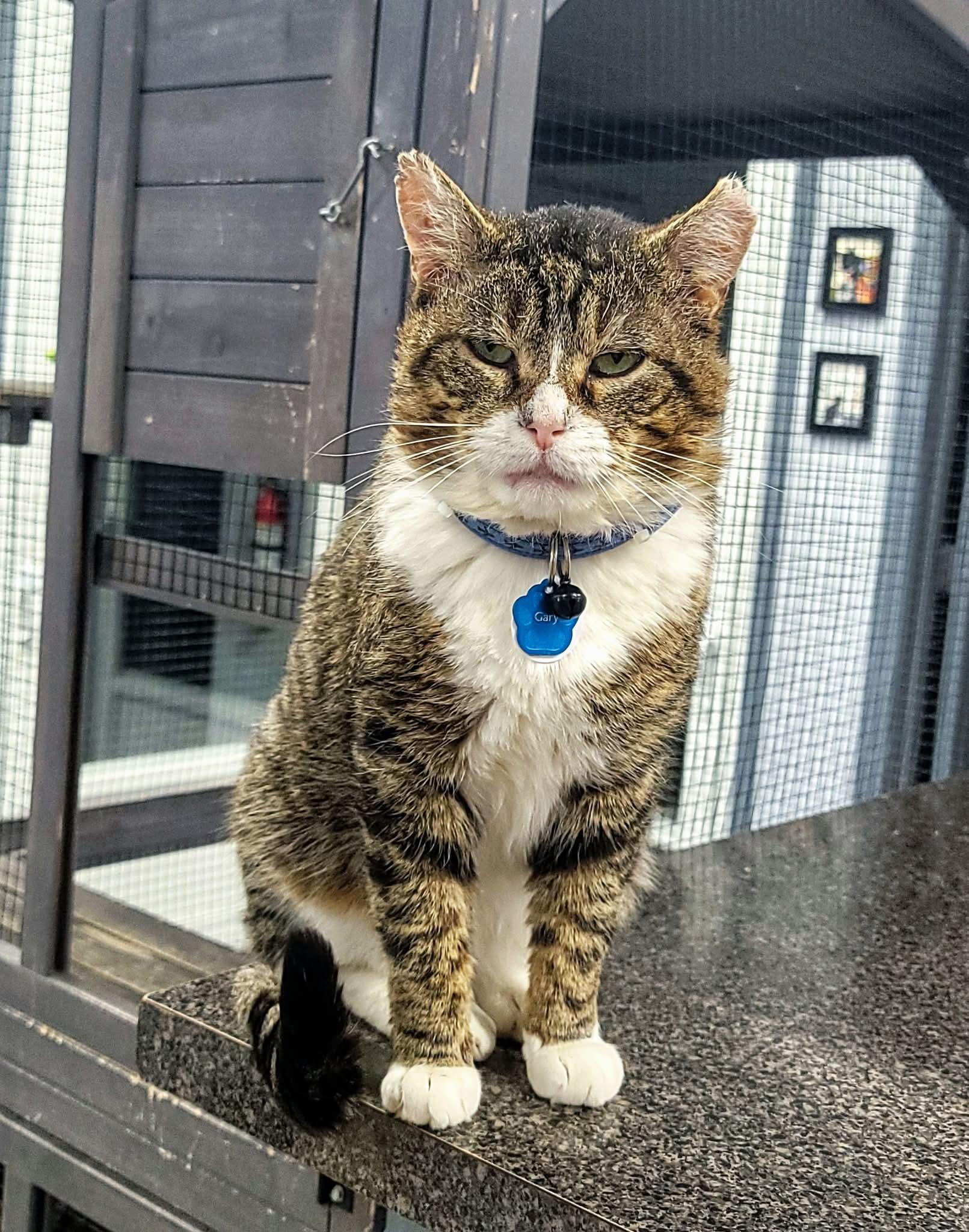 GARY the Cat, an adopted Domestic Short Hair in Grand Rapids, MI image 6/6