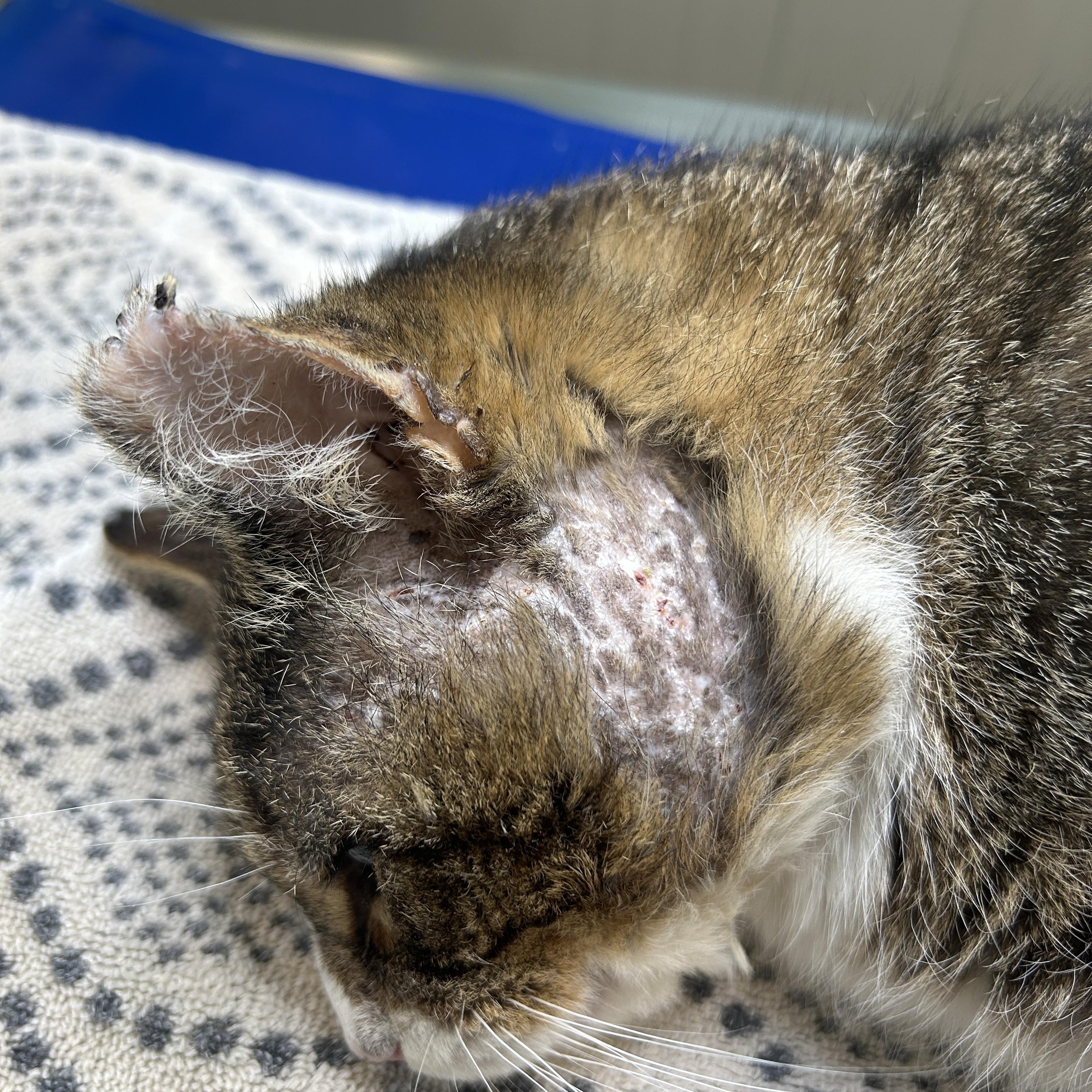 GARY the Cat, an adopted Domestic Short Hair in Grand Rapids, MI image 4/6