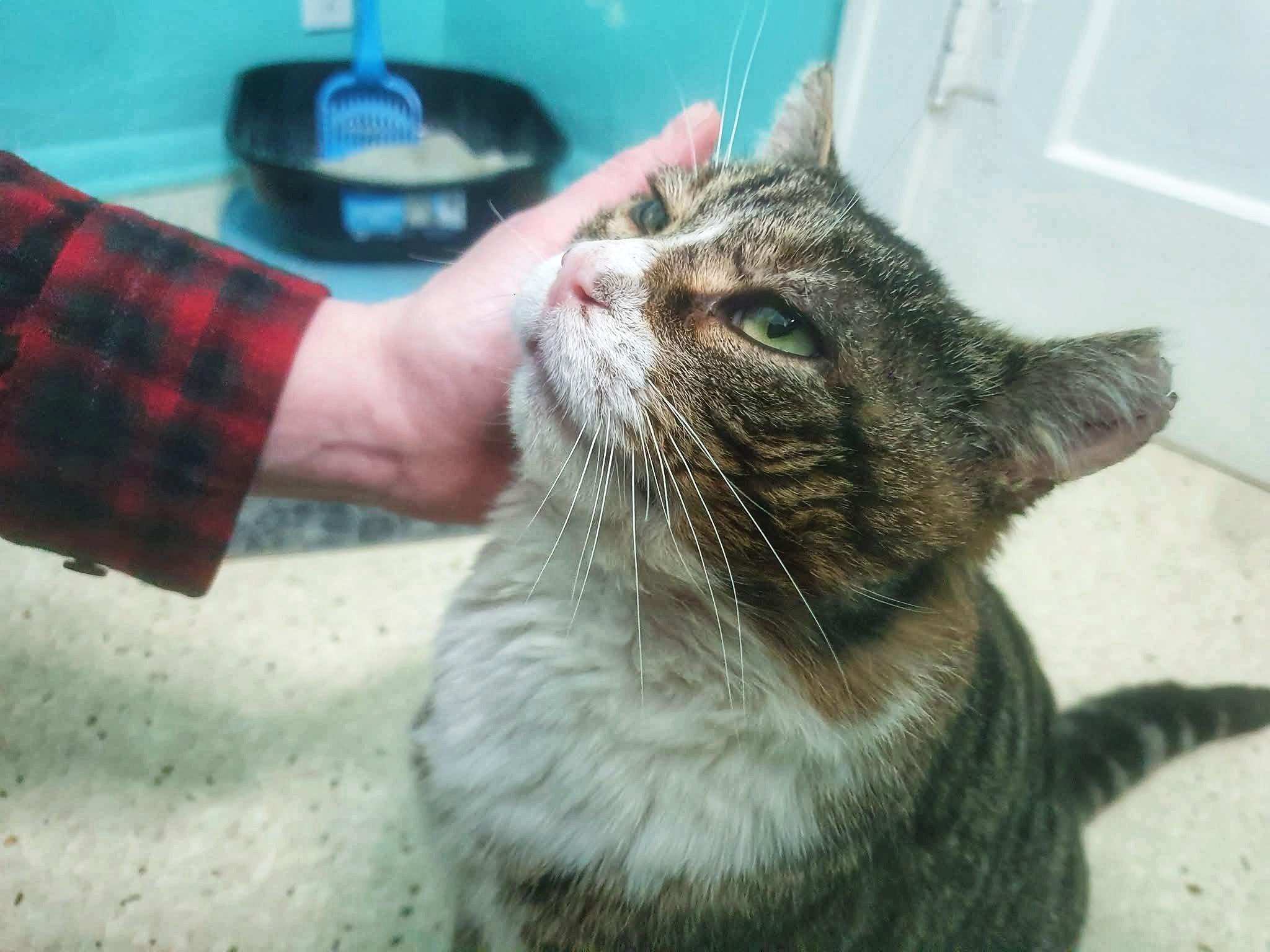 GARY the Cat, an adopted Domestic Short Hair in Grand Rapids, MI image 3/6