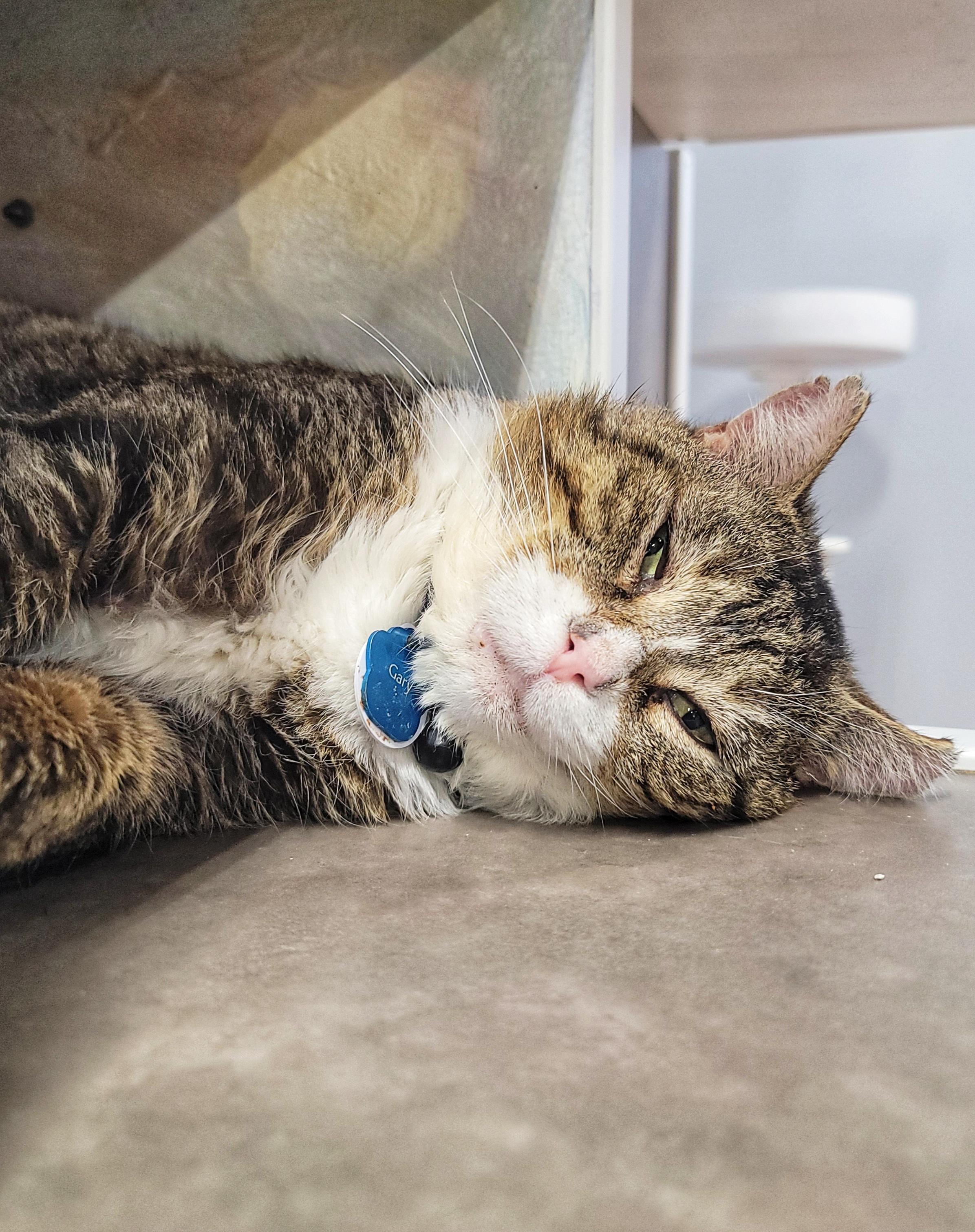 GARY the Cat, an adopted Domestic Short Hair in Grand Rapids, MI image 5/6