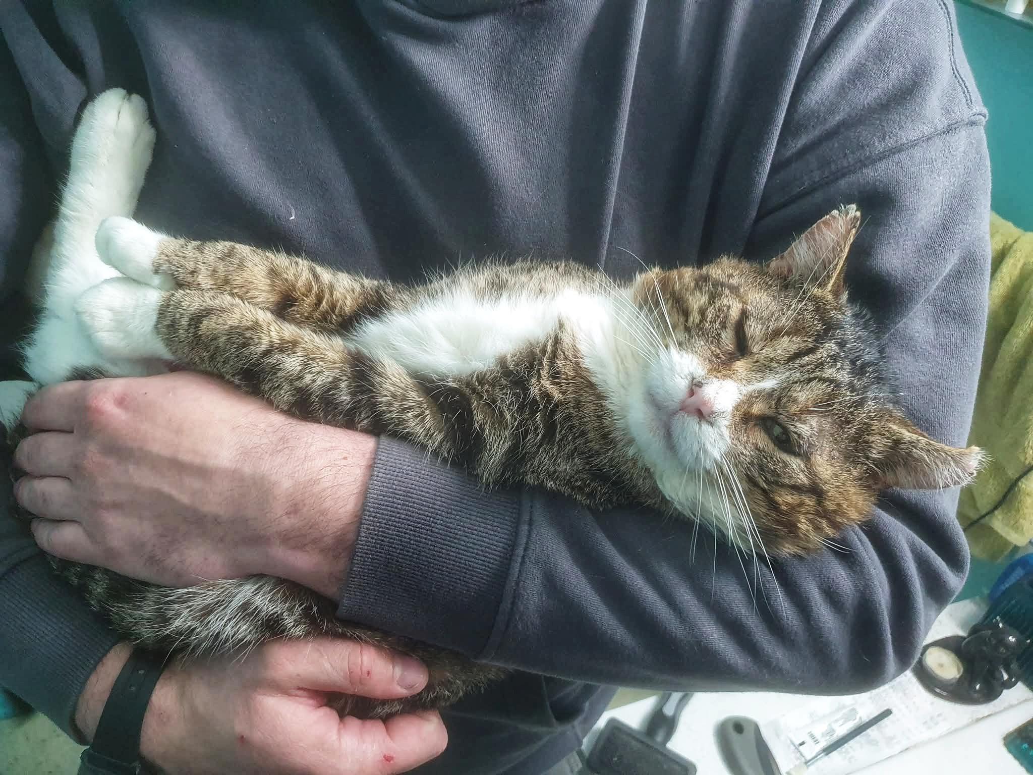 GARY the Cat, an adopted Domestic Short Hair in Grand Rapids, MI image 2/6